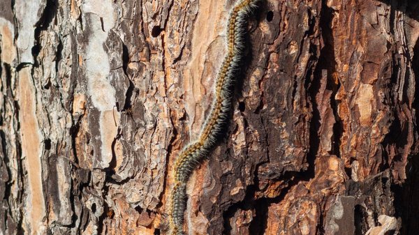 Invasion des chenilles processionnaires du pin : un danger pour la santé !
